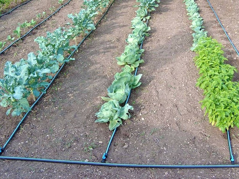 irrigation goutte à goutte