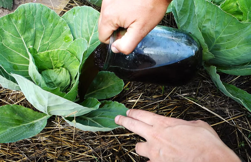 alimentación