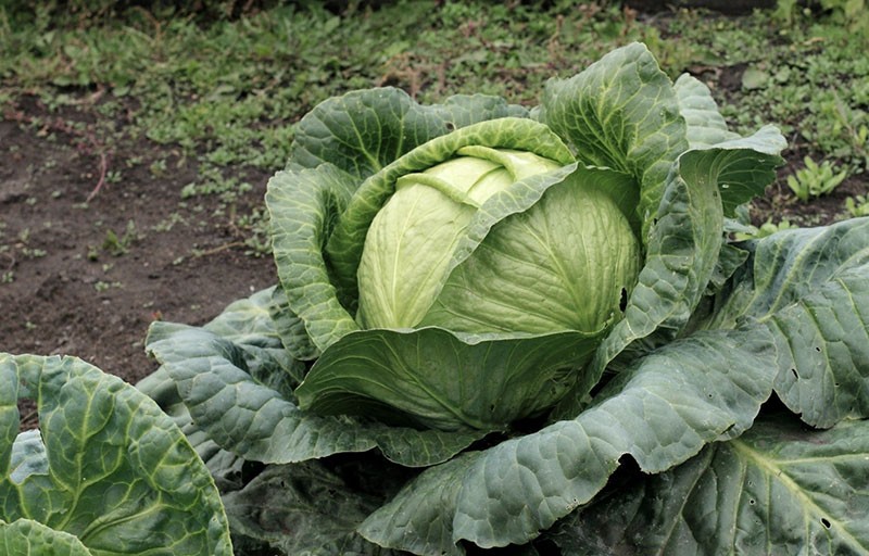 variedad de repollo resistente a enfermedades