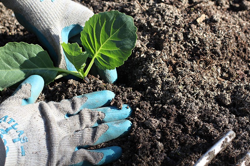 planter du chou en pleine terre