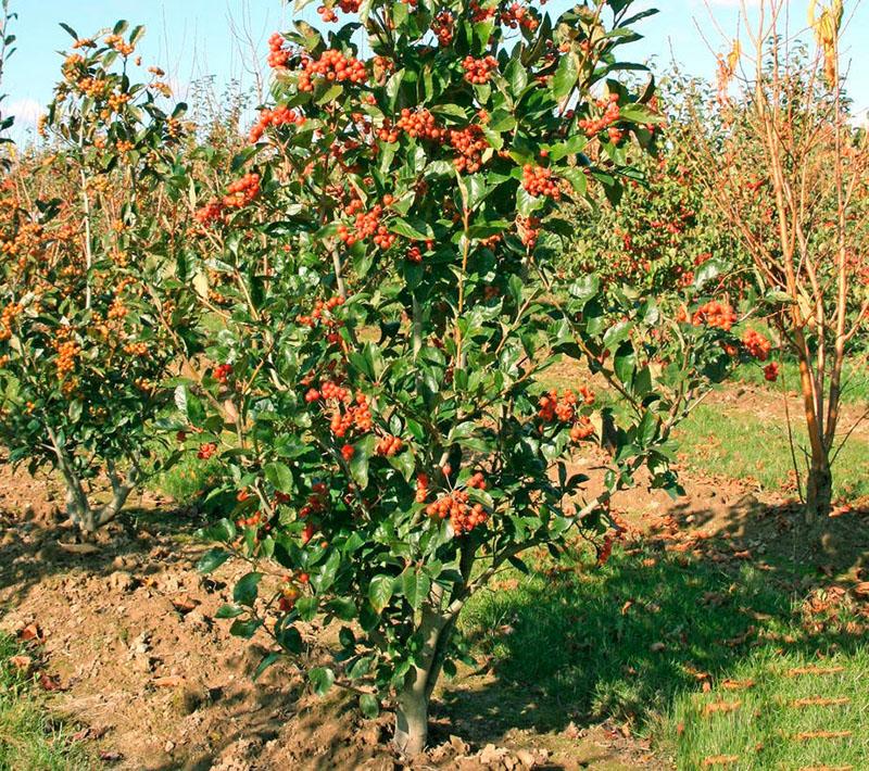 aubépine sur le site