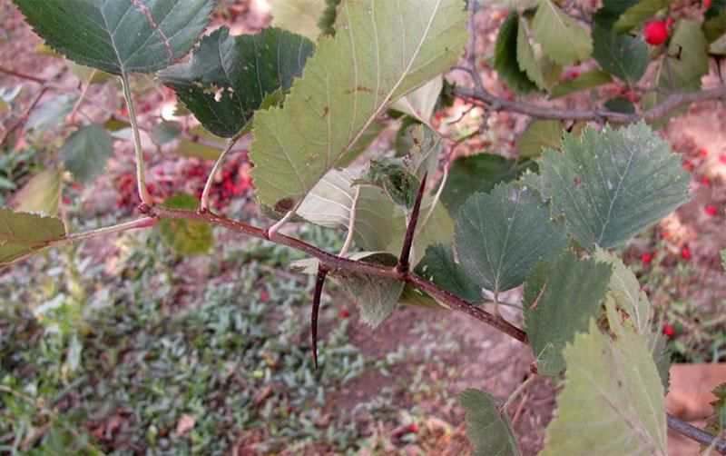 parasites sur les branches d'aubépine