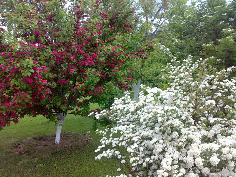 fleurs d'aubépine