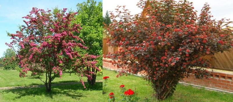 floraison et fructification de l'aubépine