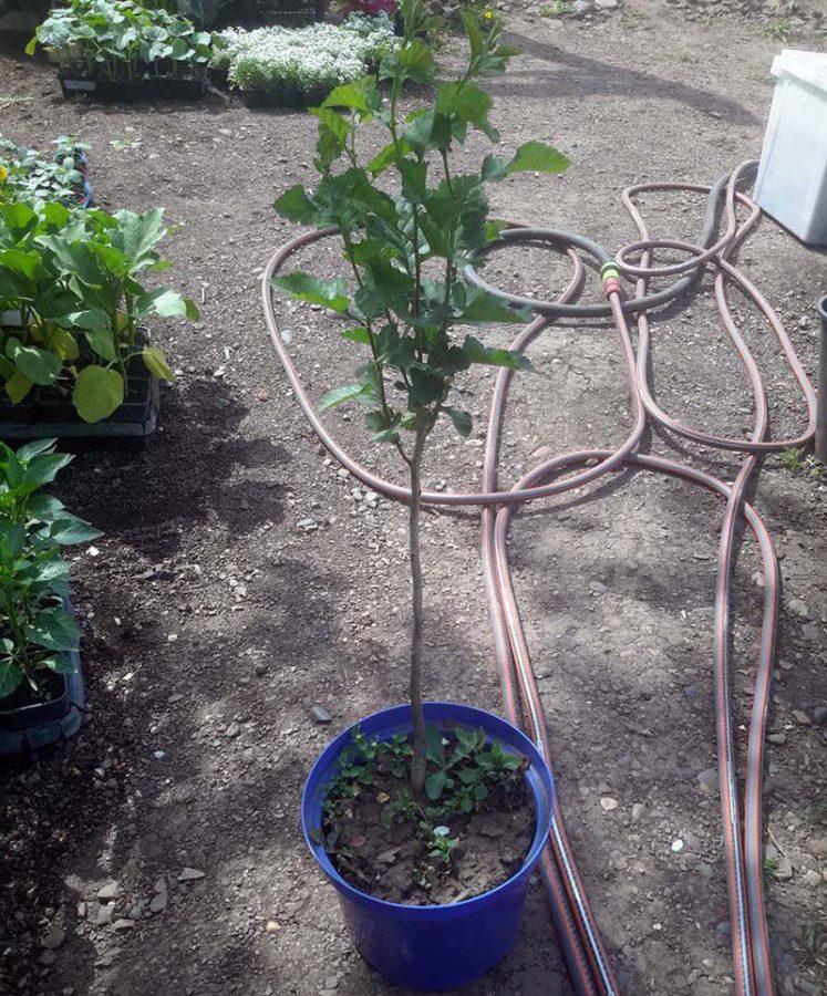 árbol joven de espino bienal