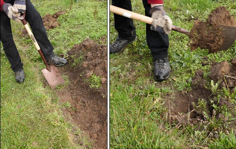 preparación de un hoyo para plantar espino