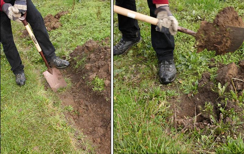 préparation d'une fosse pour la plantation d'aubépine