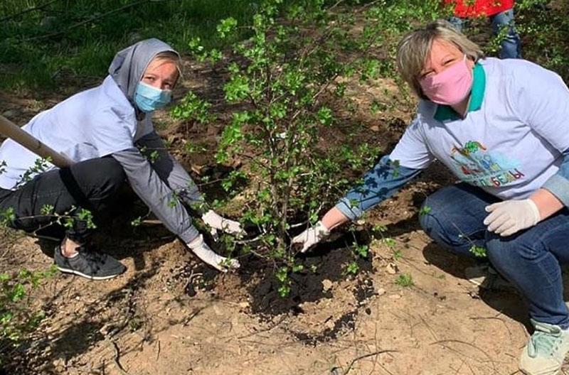 terminer la plantation d'aubépine