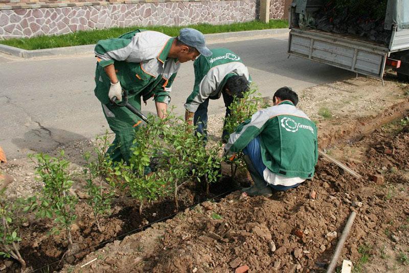 plantation d'aubépine en forme de haie