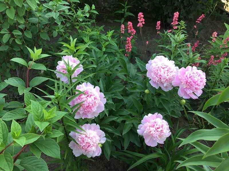 pivoine Sarah Bernhardt en aménagement paysager