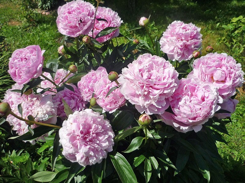 pivoine luxuriante Sarah Bernhardt