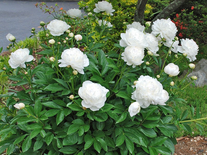 pivoine Sarah Bernhardt variété Blanc