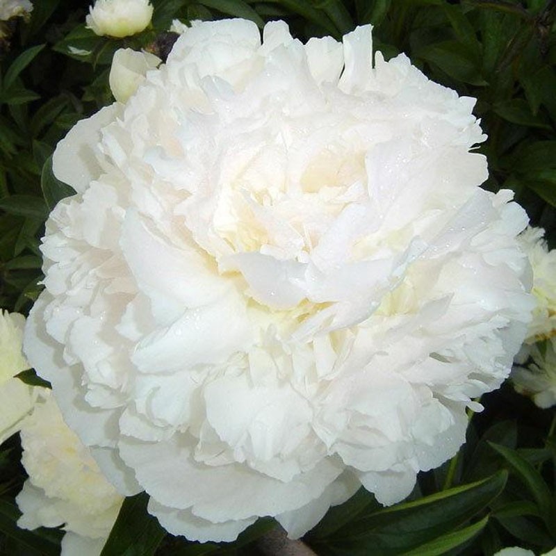 pivoine blanche blanche