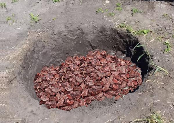 preparación de un pozo para plantar deren