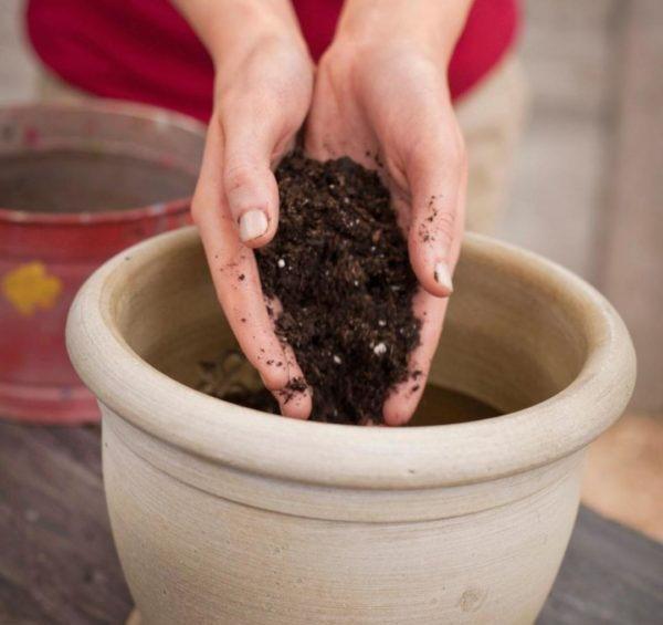 préparation du sol pour la plantation d'avocatiers