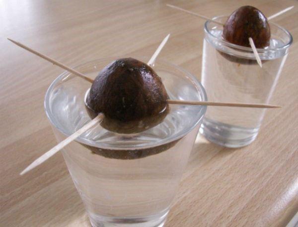 germinando semillas de aguacate en agua