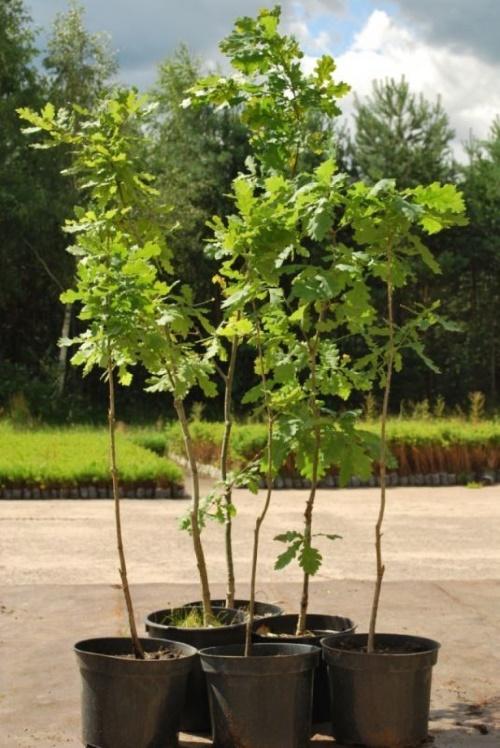 roble joven