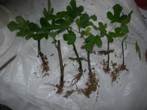 esquejes de roble