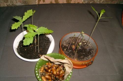 roble bellota