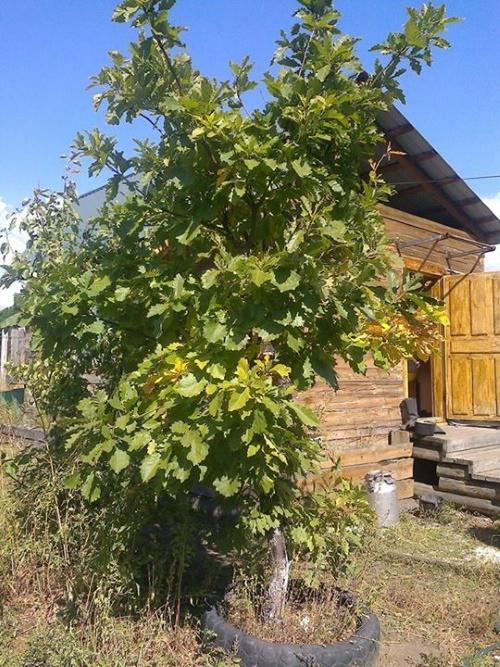 cómo cultivar un roble