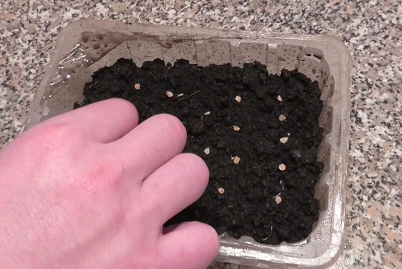 prueba de semillas de phacelia para la germinación