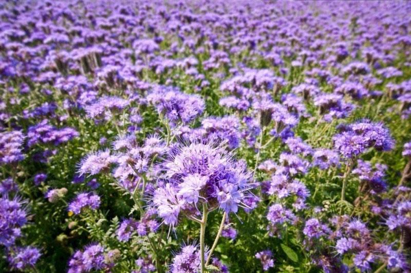 cómo cultivar phacelia en el campo