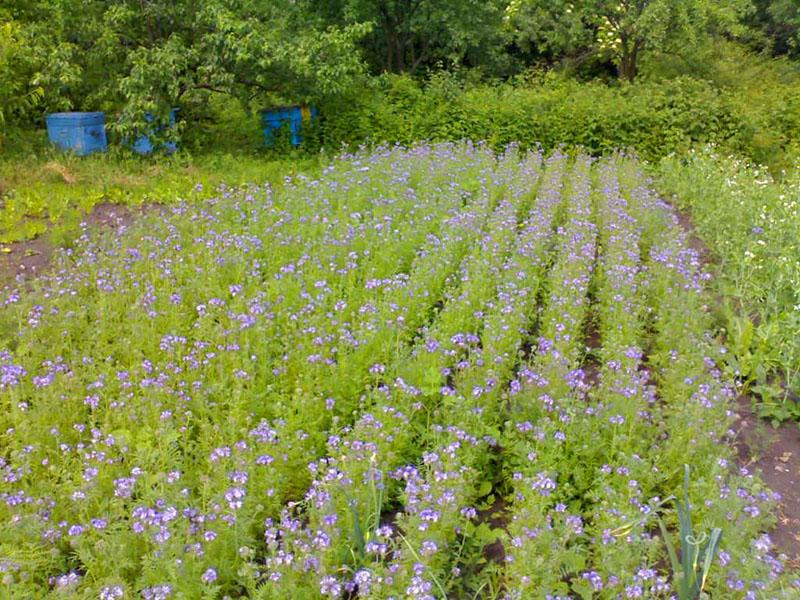 phacelia en su cabaña de verano