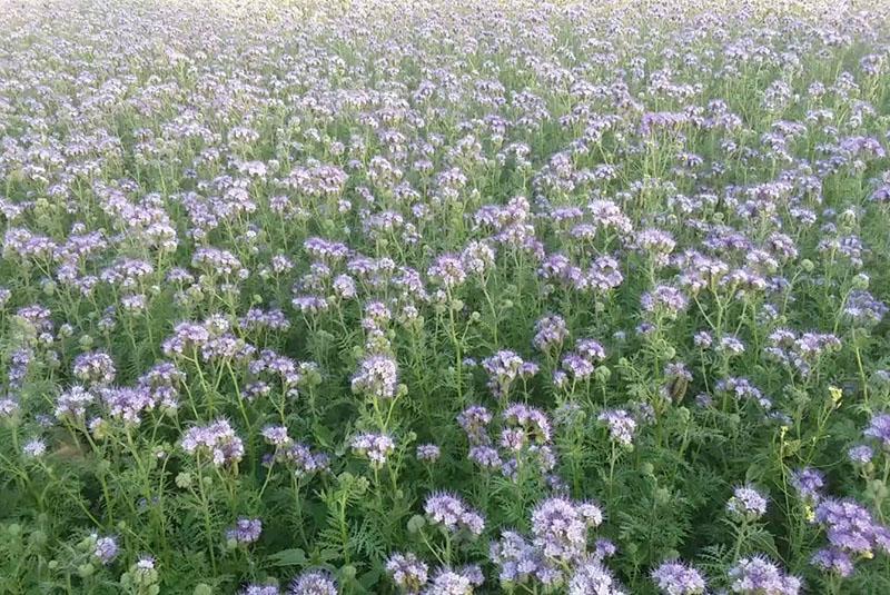 Phacelia florece