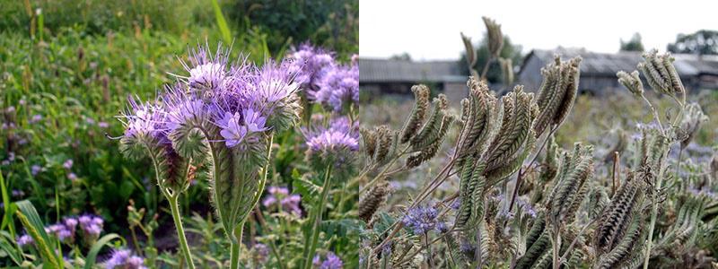 phacelia madura