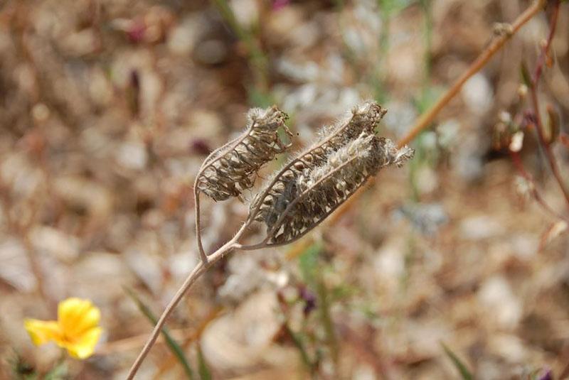 hora de recolectar semillas de phacelia