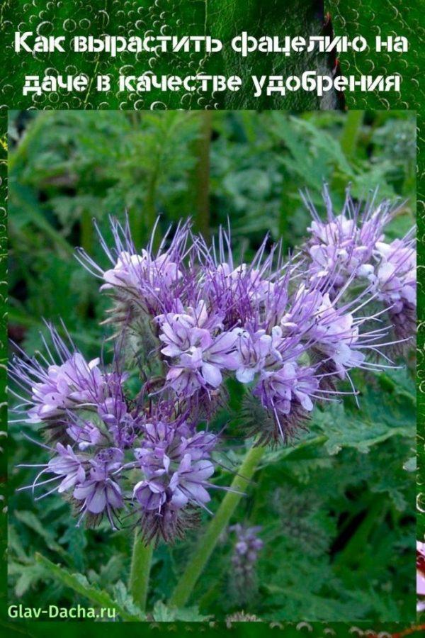 como cultivar phacelia en el campo