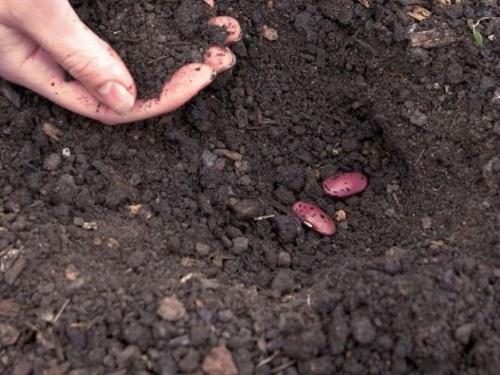 dates de plantation des haricots