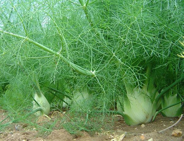 como cultivar hinojo en el campo