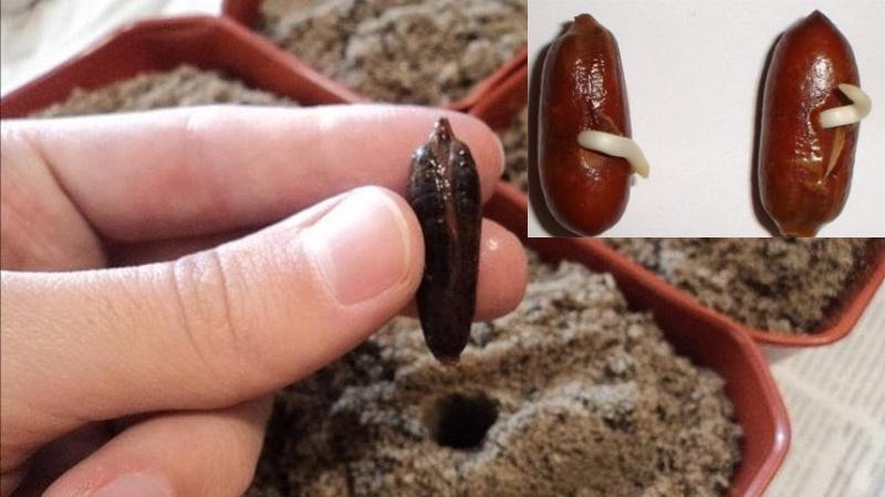 cómo plantar una semilla de dátil