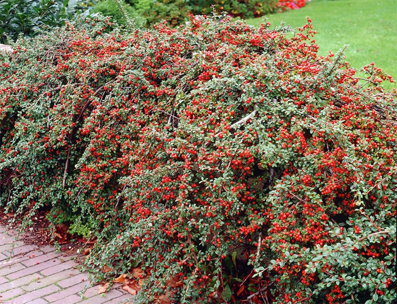 cotoneaster horizontal