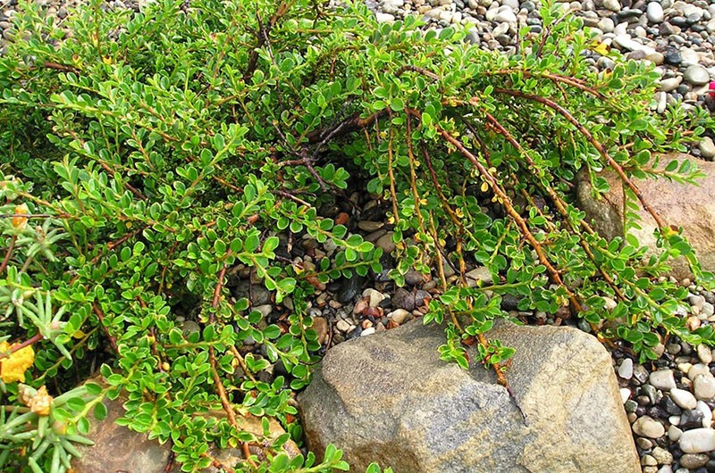 cuidado de cotoneaster