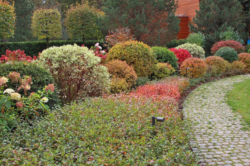 cotoneaster horizontal a lo largo del callejón