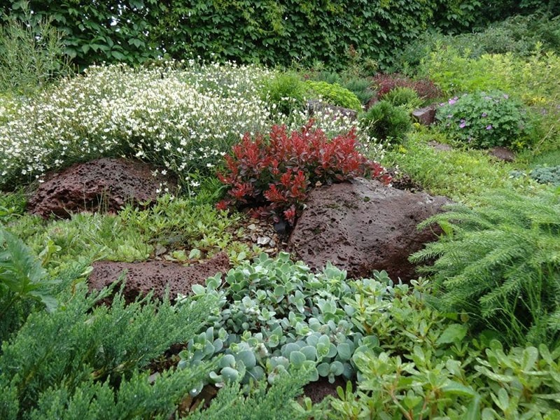 Composición de cotoneaster con flores.