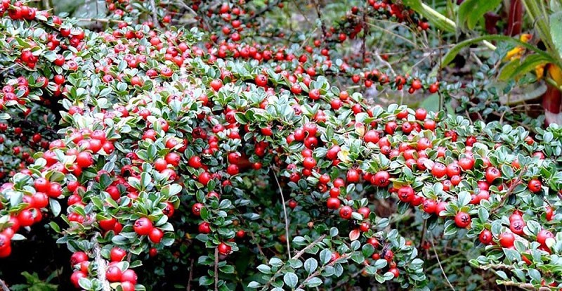 decoracion de parcelas cotoneaster horizontal