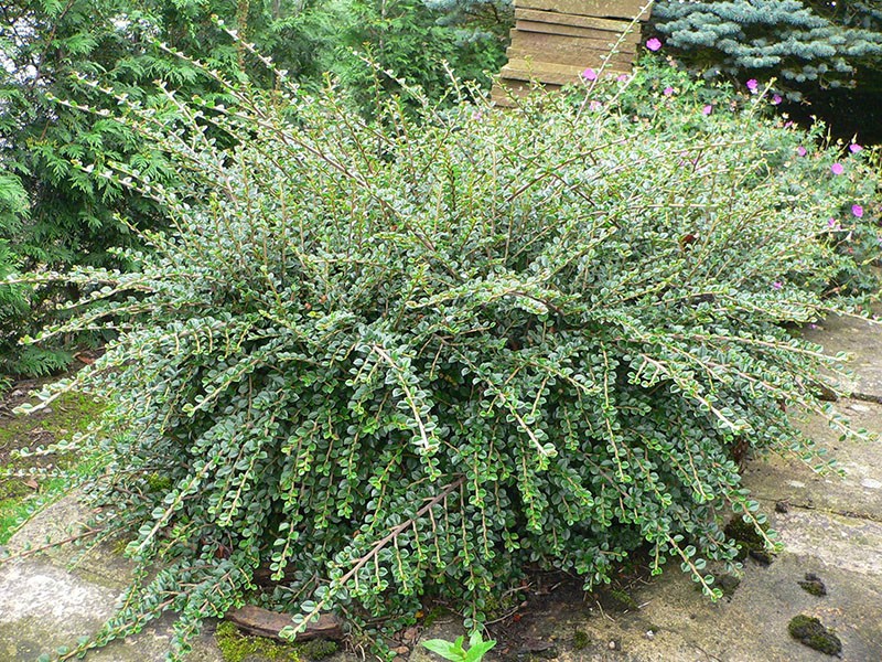 cotoneaster variegatus horizontal