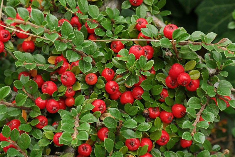 Cotoneaster de Dammer