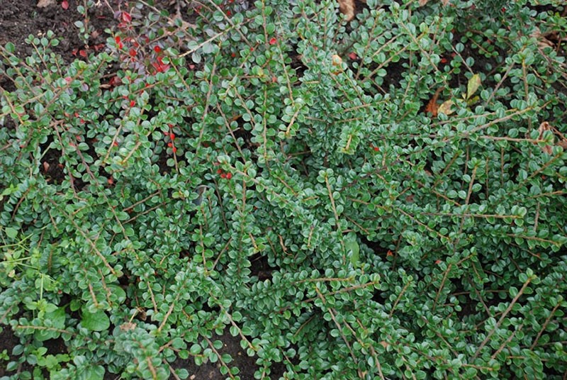 cotoneaster brillante