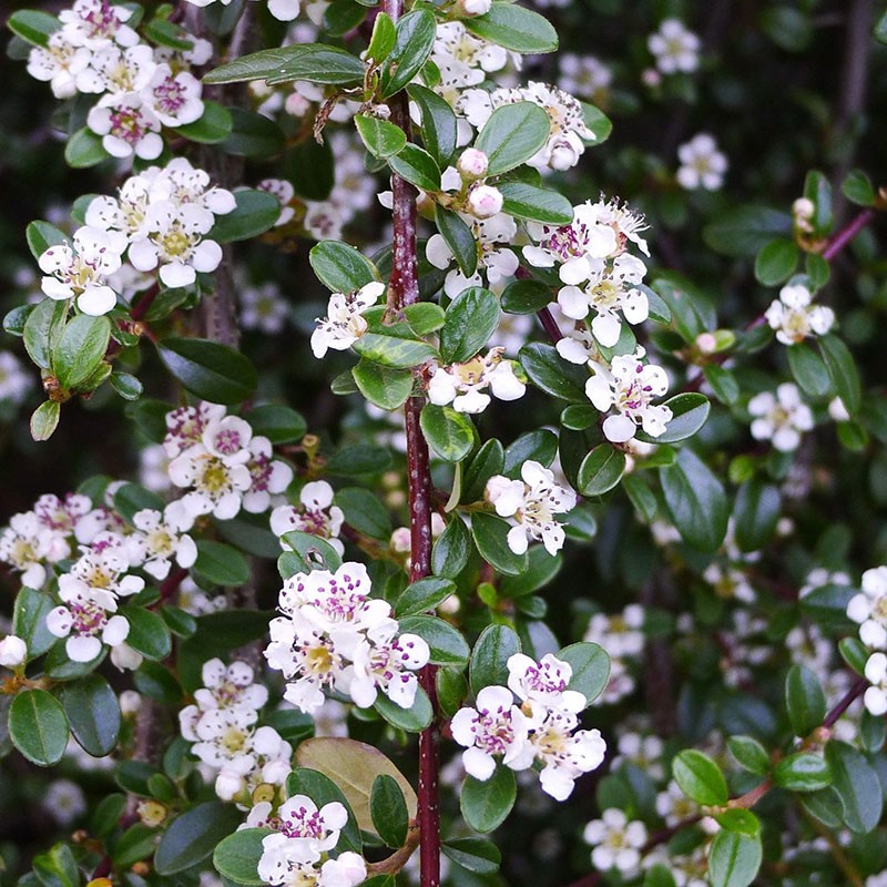 cotoneaster floreciente