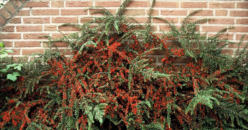 cotoneaster horizontal en el sitio