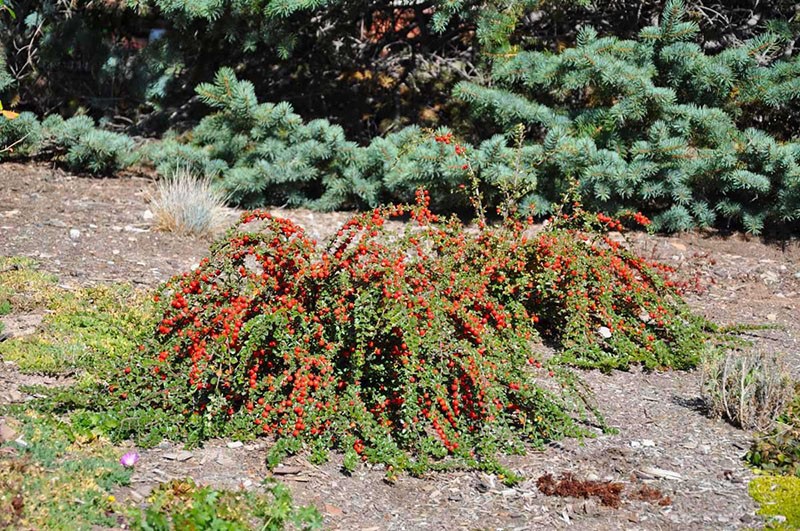 lugar de cultivo de cotoneaster