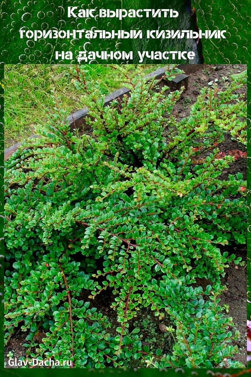 cómo hacer crecer un cotoneaster horizontal