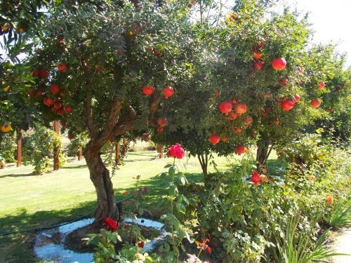 granada en el jardín