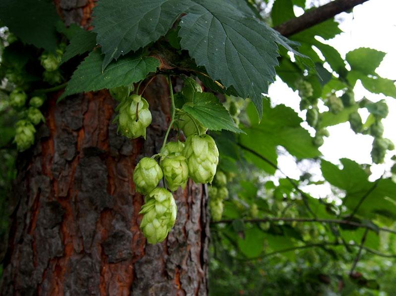 houblon de boutures