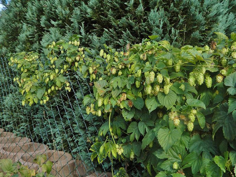 cônes de houblon