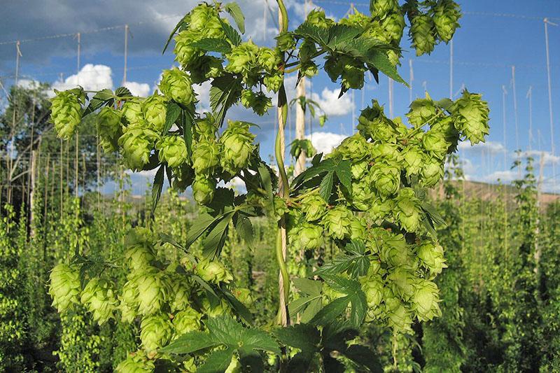 cônes de houblon